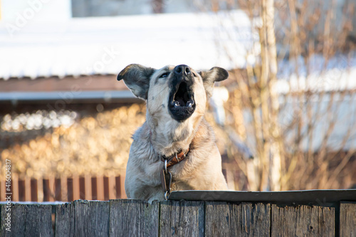 A big angry looks out from behind the fence and barks loudly, defending the territory.
