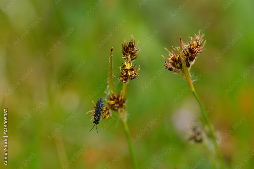 Salomonssiegel-Blattwespe (Phymatocera aterrima) Salomonssiegel-Blattwespe (Phymatocera aterrima)