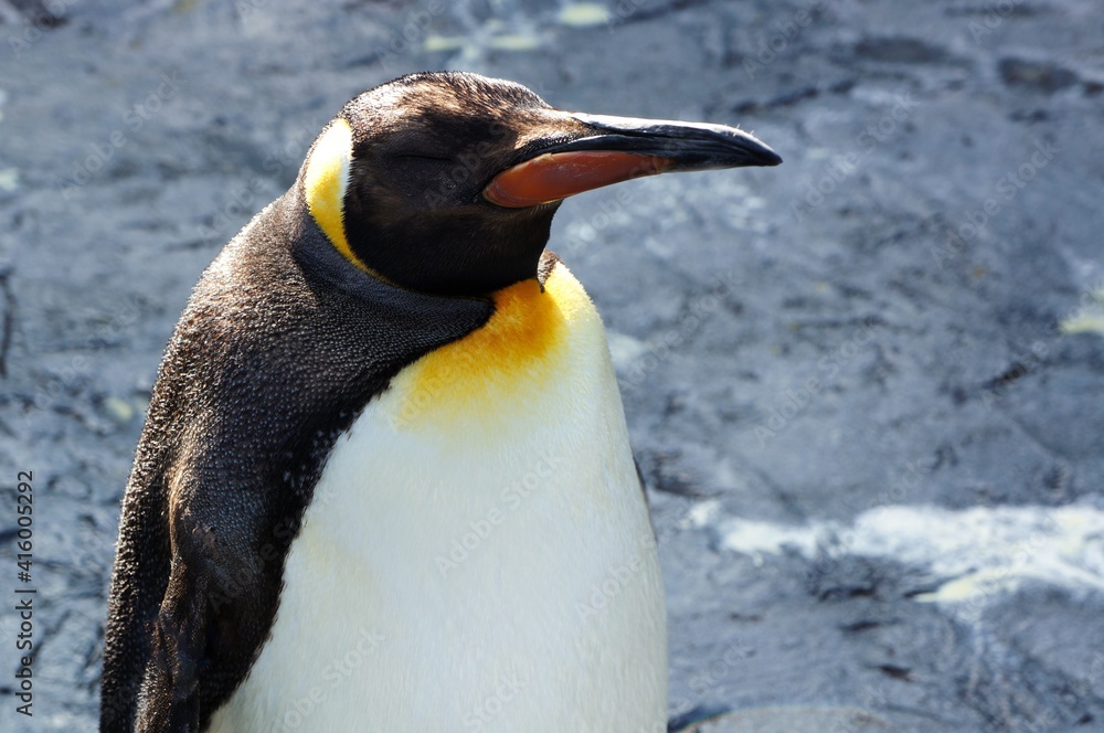 Fototapeta premium 立ち尽くすペンギン