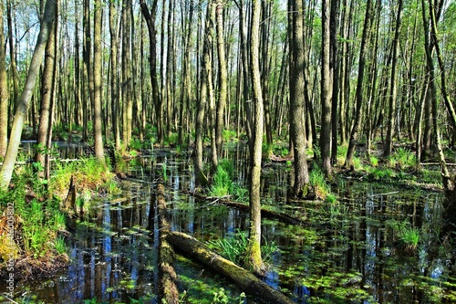 Czech Republic-view of the wetland in a nature reserve near Pametnik