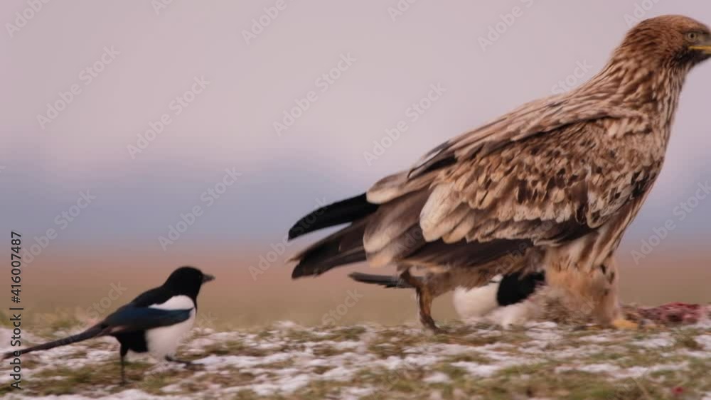 Eastern imperial eagle walking on the ground and feed a rabbit Eastern imperial eagle walking on the ground and feed a rabbit