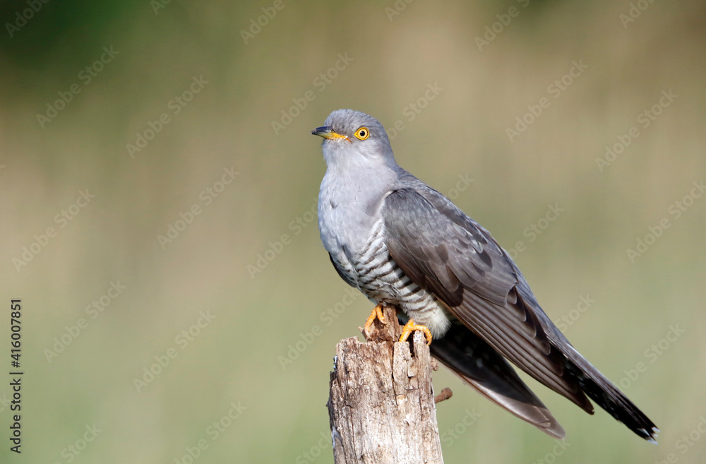 Male cuckoo feeding and displaying for females Male cuckoo feeding and displaying for females