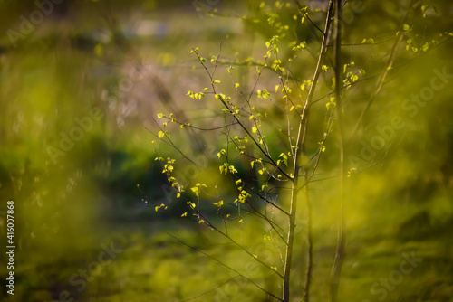 Blurry, not in focus photo. Spring time. Green sprouts and leafs on tree.