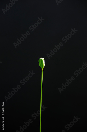 flower of a plant