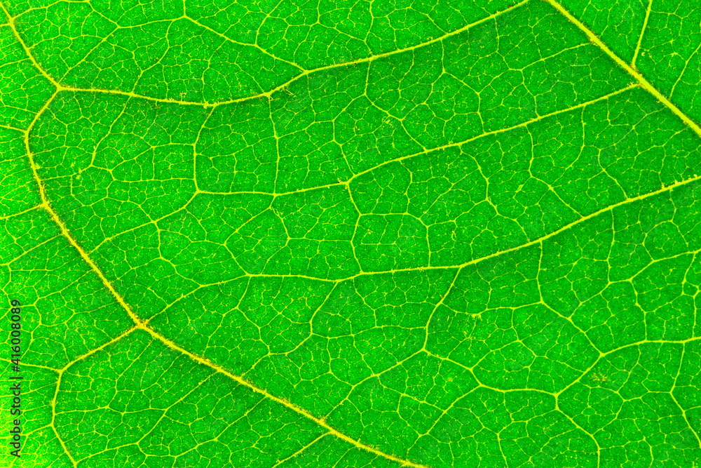 green leaf texture green leaf texture