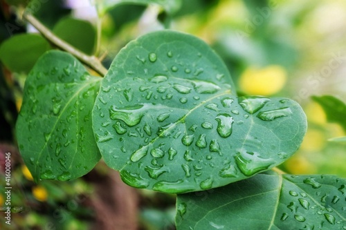 Watering leaves