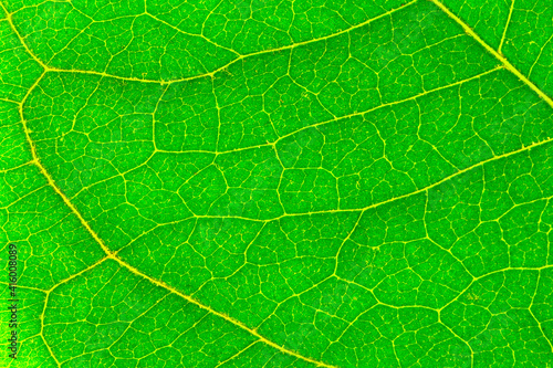 green leaf texture