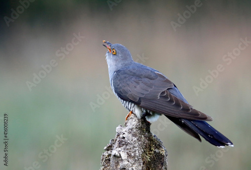 Male cuckoo feeding and displaying for females