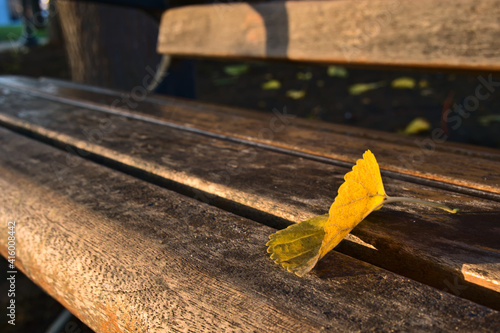 A yellow and shining fall leaf on a bank bench. photo