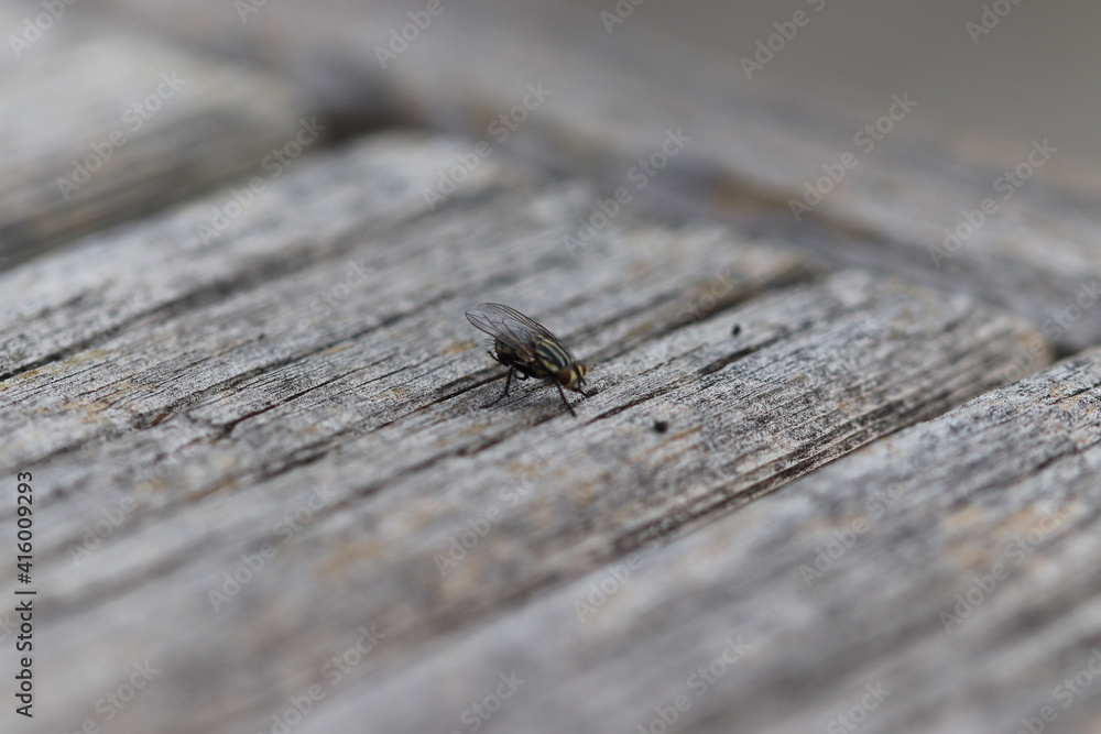 Obraz premium ant on wood