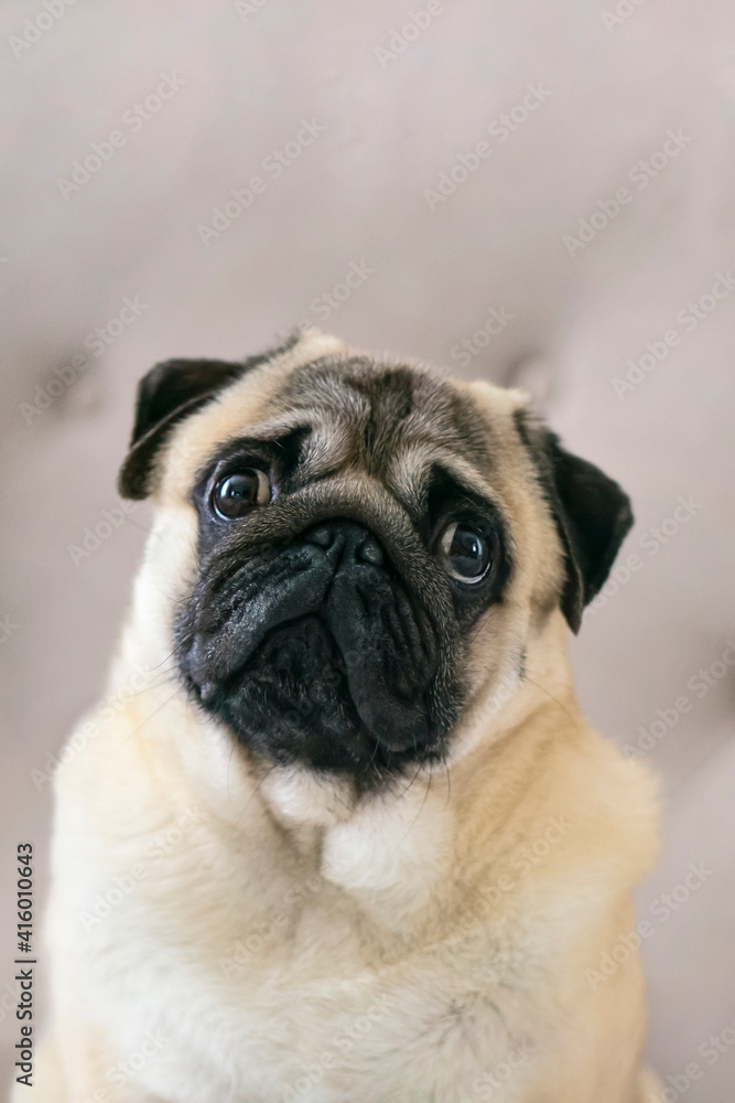 Adorable Dog cute pug breed happiness and smile on brown color background,purebred dog pug breed Concept .vertical.