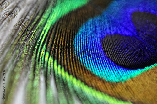 peacock feather side view closeup, macro. Abstract background. Selective focus © uventa