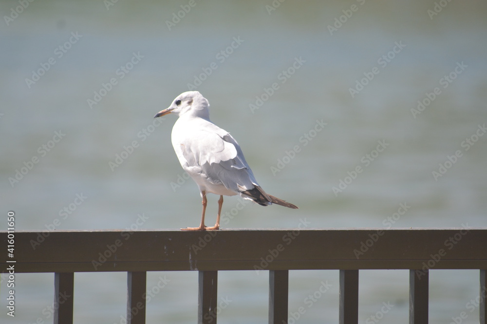 seagull, bird, freedom, wildlife, flying, gull, sea, beach, flight, nature, sky, ocean, flock, wings, water, seabird seagull, bird, freedom, wildlife, flying, gull, sea, beach, flight, nature, sky, ocean, flock, wings, water, seabird