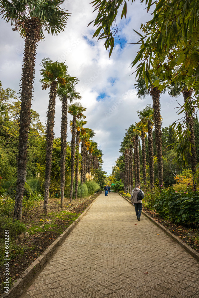 Yalta, Crimea, November 25, 2020, walk through the Nikitsky Botanical Garden, views of trees, flowers, palm trees Yalta, Crimea, November 25, 2020, walk through the Nikitsky Botanical Garden, views of trees, flowers, palm trees