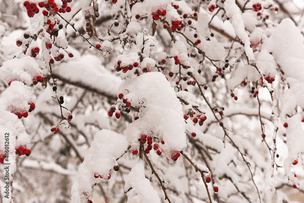 Branches with red hawthorn berries in fluffy snow and melting ice. It's warmer in spring.