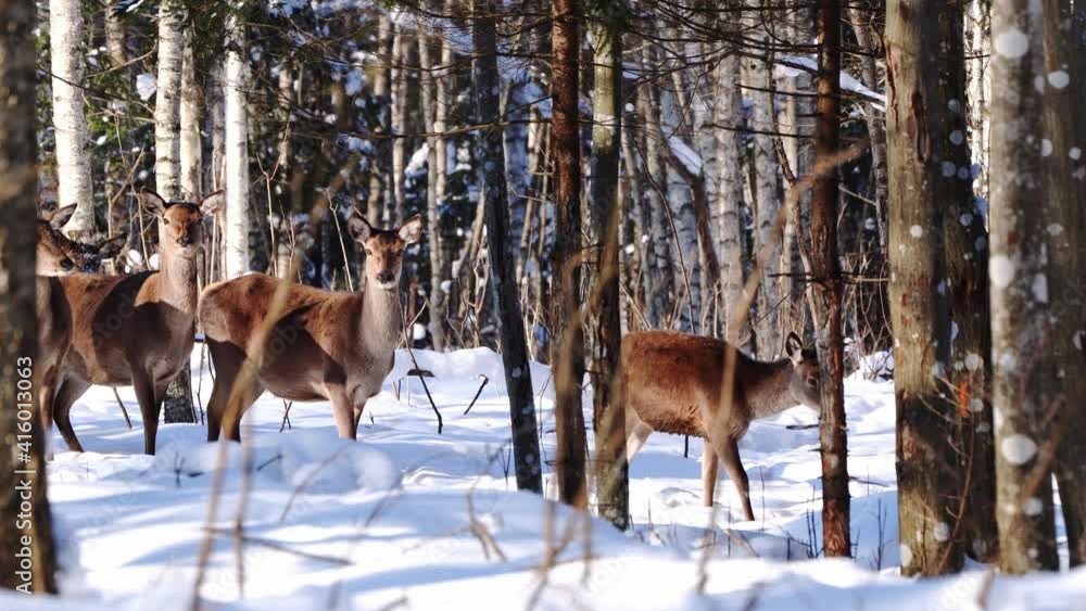 Red deer walking in winter forest. wildlife, Raising deer in their natural environment Red deer walking in winter forest. wildlife, Raising deer in their natural environment