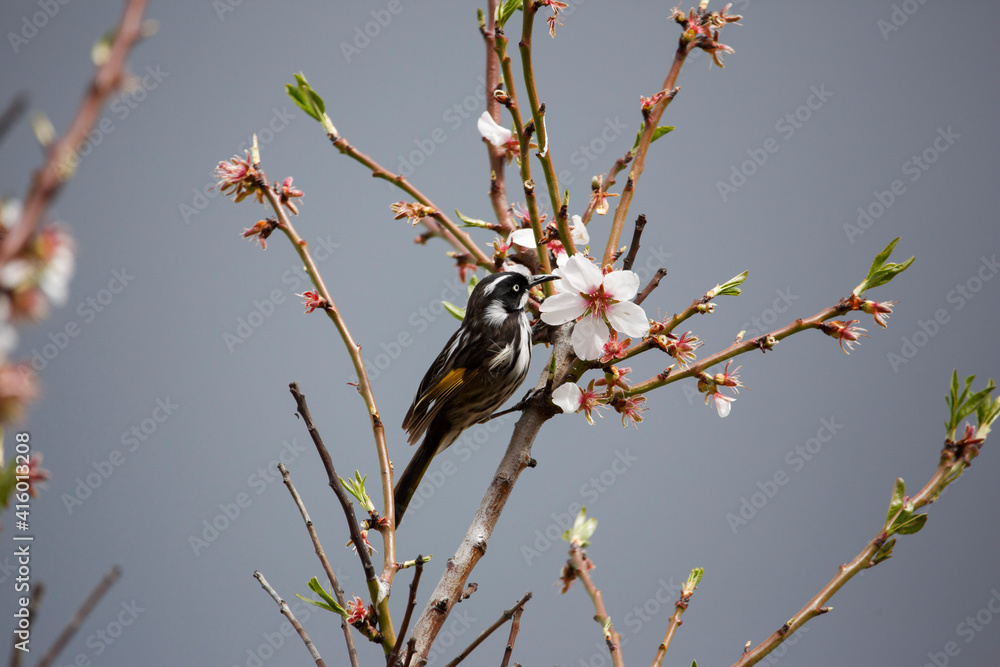 Australian honeyeater bird perched on a branch Australian honeyeater bird perched on a branch