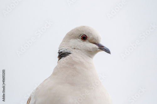 close up, headshot of Eurasian collared dove (white bird with red eyes) © Passing  Traveler