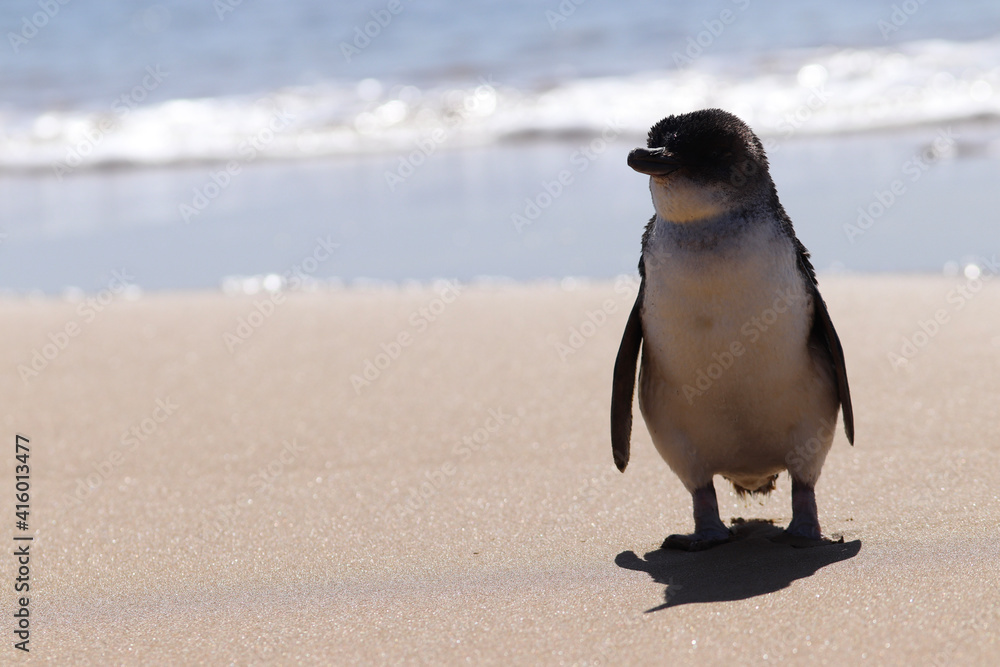 Fototapeta premium penguin on the beach