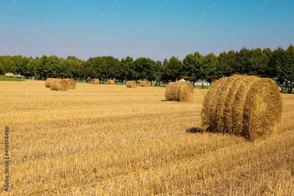 Golden straw stacks on a field in happy summer sunny day with pleasant warm weather and blue sky