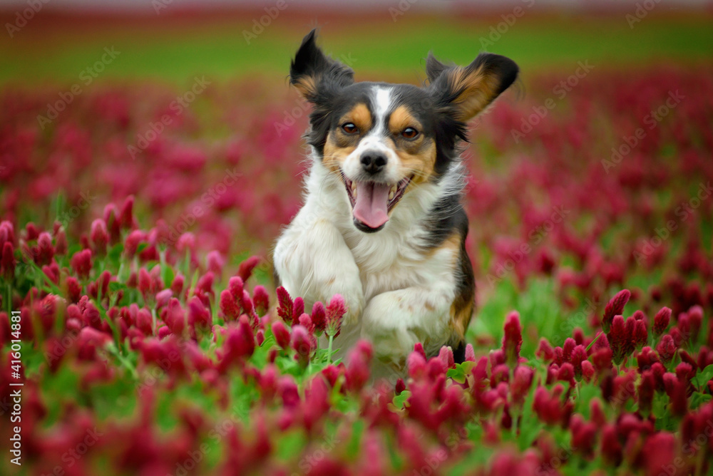 Amazing cute tricolor dog running in the blossom red clover.