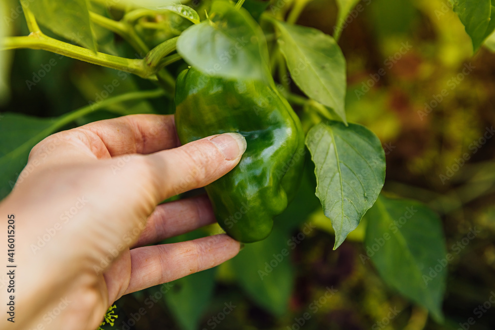 Gardening and agriculture concept. Female farm worker hand harvesting green fresh ripe organic bell pepper in garden. Vegan vegetarian home grown food production. Woman picking paprika pepper. Gardening and agriculture concept. Female farm worker hand harvesting green fresh ripe organic bell pepper in garden. Vegan vegetarian home grown food production. Woman picking paprika pepper.