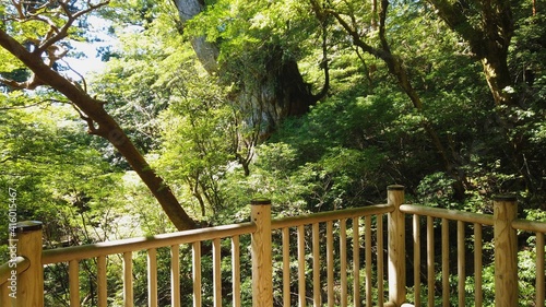 屋久島 縄文杉 屋久杉 縄文杉トレッキング 国立公園 鹿児島