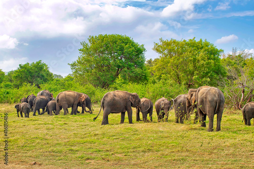 Sri Lankan Elephant, Elephas maximus maximus, Minneriya National Park, Sri Lanka, Asia photo