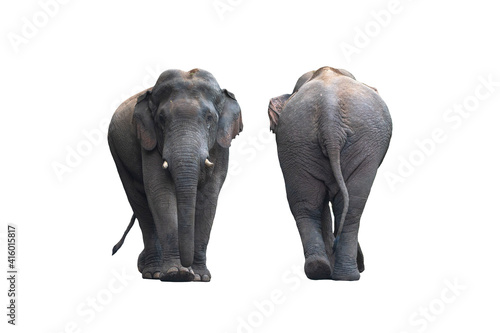 Sticker Front and back of the male Asian wild elephant isolated on white background