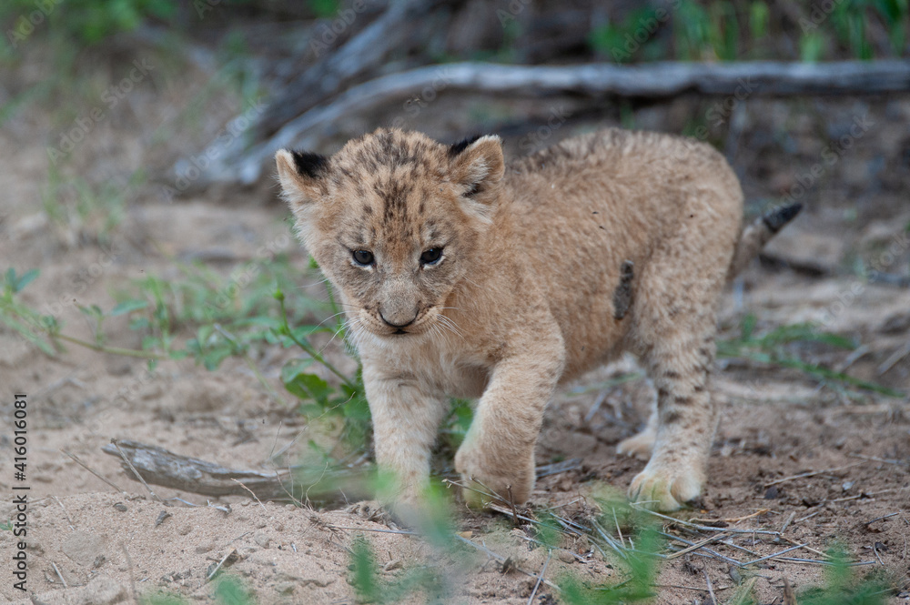 Tiny Lion Cub seen on a safari in South Africa Tiny Lion Cub seen on a safari in South Africa