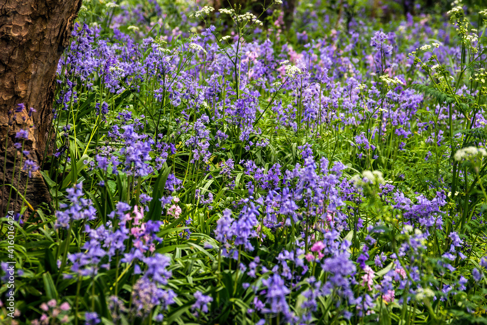 Bluebells in Springtime. Bluebells in Springtime.