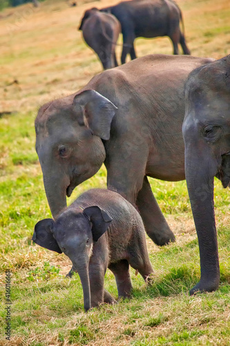 Sri Lankan Elephant, Elephas maximus maximus, Minneriya National Park, Sri Lanka, Asia