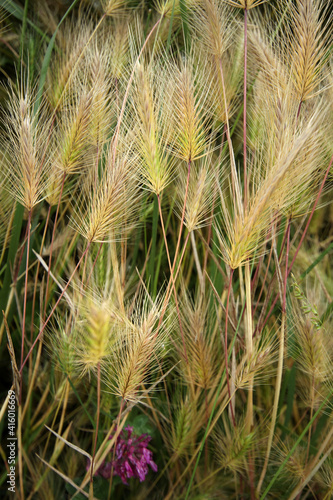Foxtail is a wild barley plant.