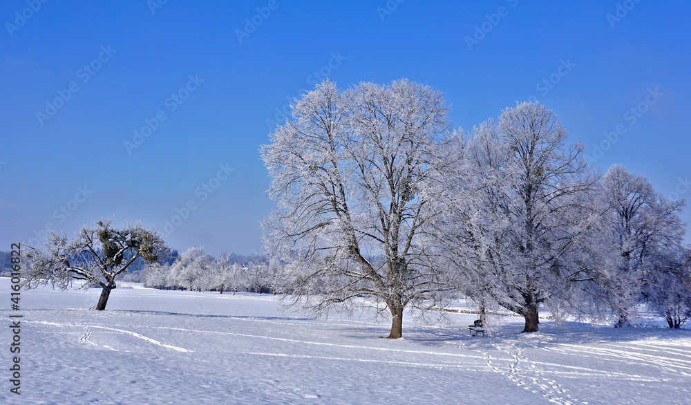 Obraz premium Winterlandschaft mit Apfelbaum von Misteln bewachsen und Lindenbäumen