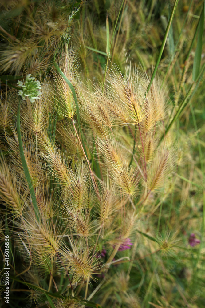 Foxtail is a wild barley plant. Foxtail is a wild barley plant.