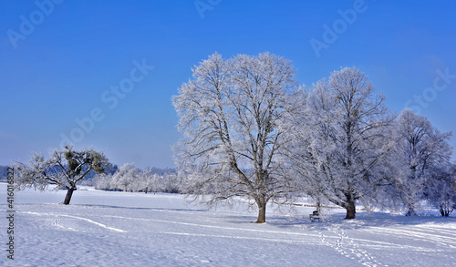 Winterlandschaft mit Apfelbaum von Misteln bewachsen und Lindenbäumen