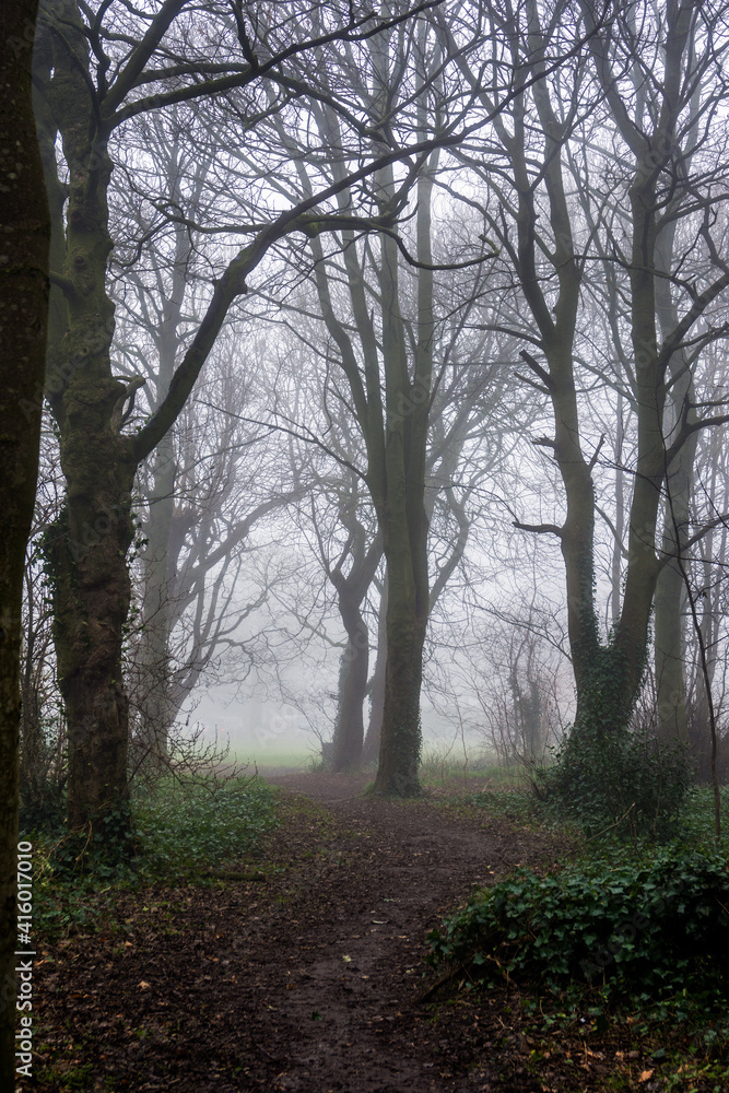 Fototapeta premium Mist in the Woods