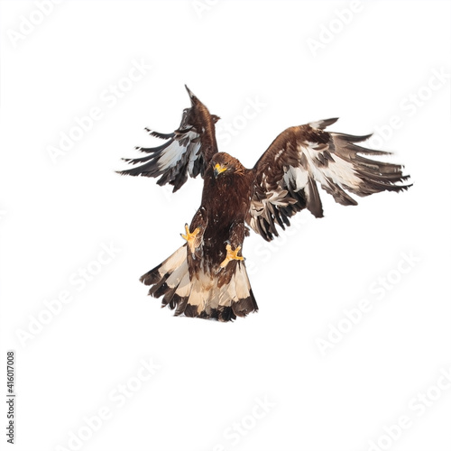 Aquila chrysaetos, golden eagle attacking on white background isolate
