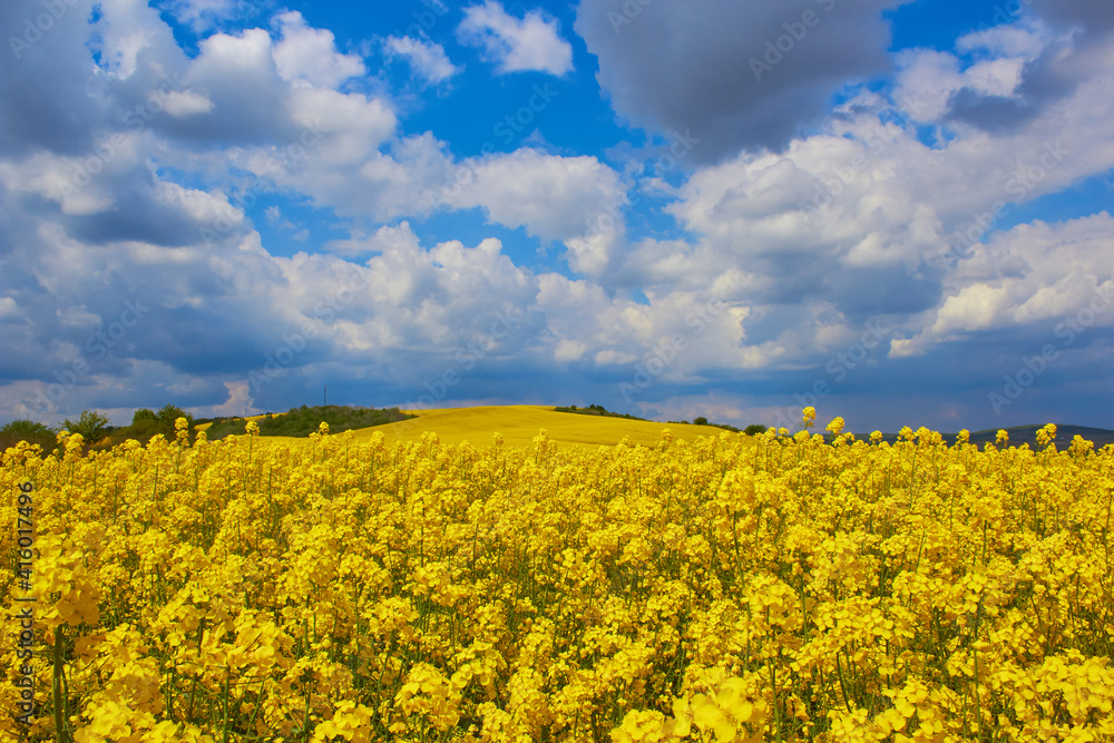 Obraz premium rapeseed blooms,Rapeseed field landscape on a background of blue sky with black clouds