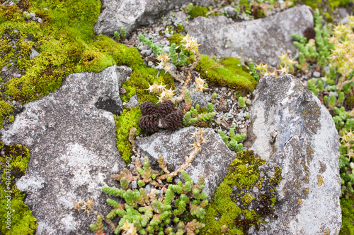 moss, small plants and nondescript flowers among rocks, selective focus