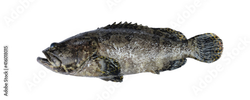 Pearl grouper fish on isolated white background include clipping path. photo