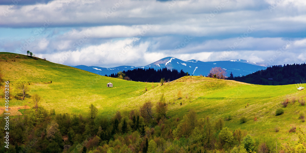 rural fields on rolling hills in springtime. borzhava mountain ridge in the distance. carpathian landscape of ukraine. area of synevy national park. nature scenery in dappled light