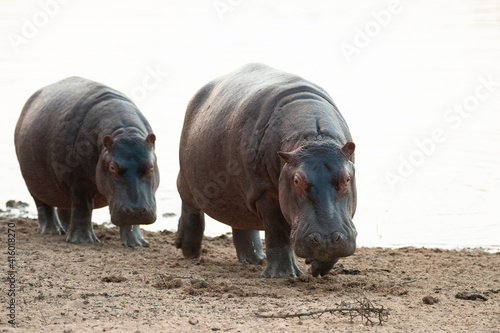 Hippo seen leaving the water on a safari in South Africa