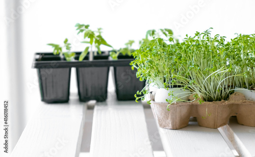 Seedlings of vegetables on a white table
