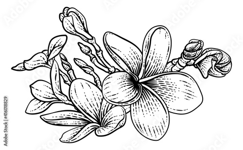 A Plumeria Or Frangipani Tropical Bali Flower In A Vintage Woodcut Etching Vintage Drawing Style
