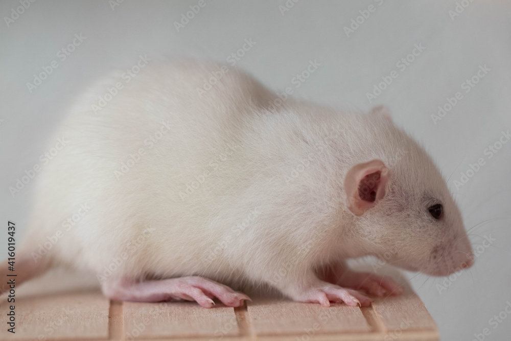 Rat close up. macro shooting. Cute muzzle with pink nose and long mustache Rat close up. macro shooting. Cute muzzle with pink nose and long mustache