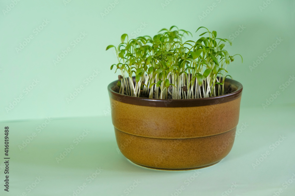 Micro greens growing in a cup on a mint color background. Healthy food grown at home. Copy space. Micro greens growing in a cup on a mint color background. Healthy food grown at home. Copy space.
