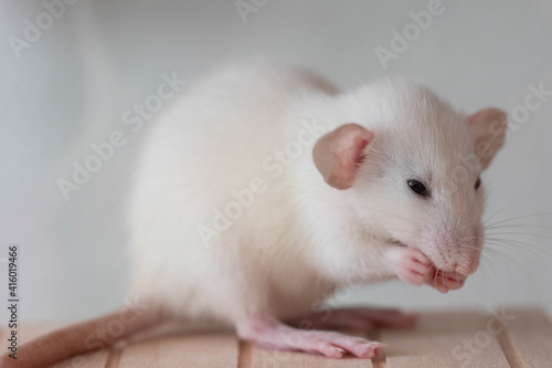 Rat close up. macro shooting. Cute muzzle with pink nose and long mustache