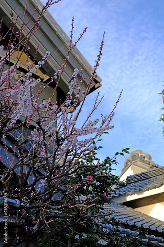 Fototapeta Naklejka Na Ścianę i Meble -  小江戸川越　蔵造りの町並みに梅の花が咲く