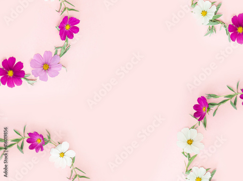 Composition from summer flowers. Kosmey flowers on pastel pink background.